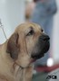 Matriz - Fila Brasileiro Dourado - Canil Singular - Olivia